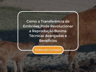 Como a Transferência de Embriões Pode Revolucionar a Reprodução Bovina: Técnicas Avançadas e Benefícios