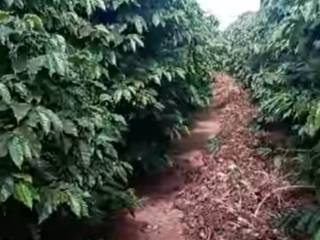 Manejo da Lavoura do nosso Café 3A, aqui é onde nosso ponto de qualidade começa!