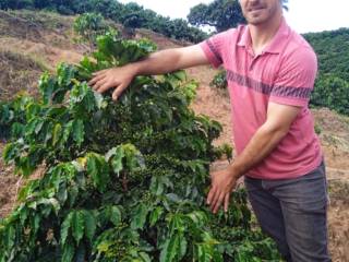 Café com 3 anos de idade - Cultivo de Catucai 24/137 indo para a segunda safra!