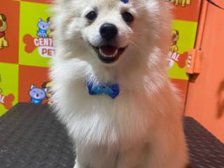 Onde Cada Pelo Conta uma História: Banho e Tosa Premium na Central Pet em Mineiros