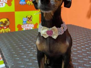 Especial Pelos Curtos: Cuidado e Brilho na Medida Certa – Central Pet Mineiros