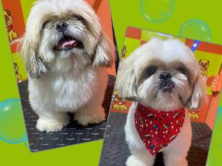 Antes e Depois que Encanta: Beleza Pet Começa no Banho e Tosa da Central Pet Mineiros