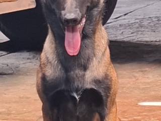 Ninhada de Pastor Belga Malinois em Avaré
