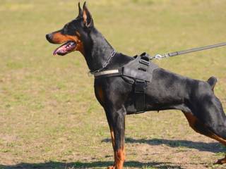 Adestramento de cães em Avaré: mais harmonia na rotina