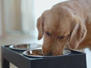 Como escolher a ração ideal para seu pet?