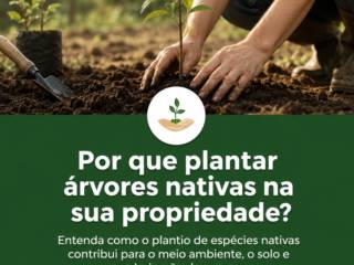 Por que plantar árvores nativas na sua propriedade?