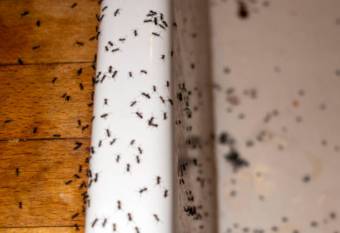 Quais são os sinais de uma infestação de pragas?