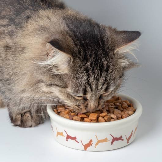 Gatos podem comer somente sachê?
