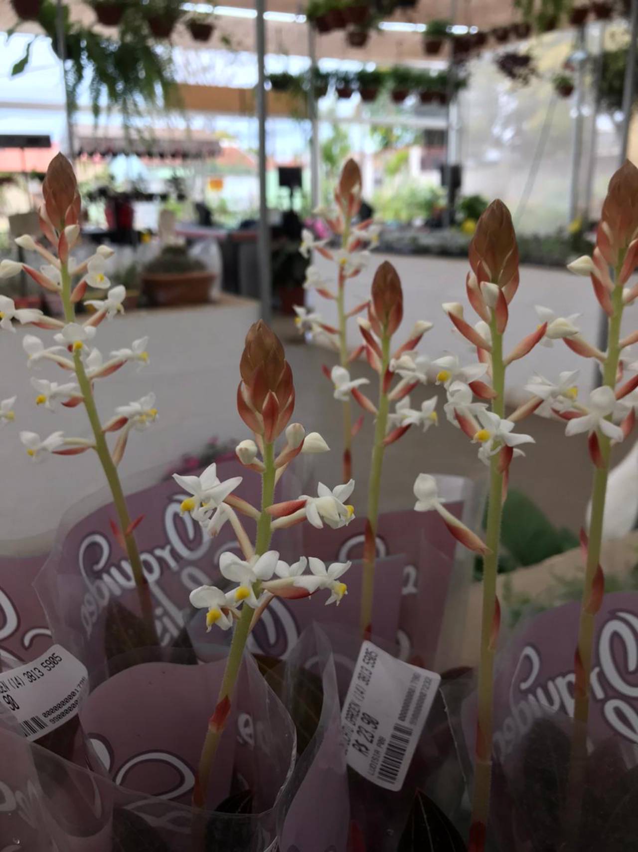 Orquídea ludisia em Botucatu, SP | Classificados - Solutudo
