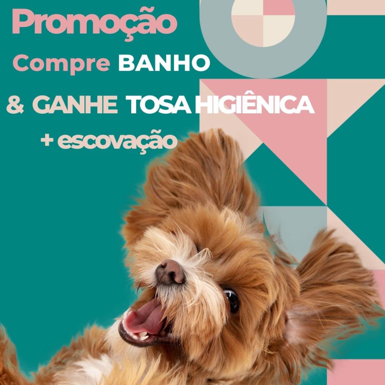 Compre o banho e ganhe tosa higiênica e escovação dentária em Praia ...
