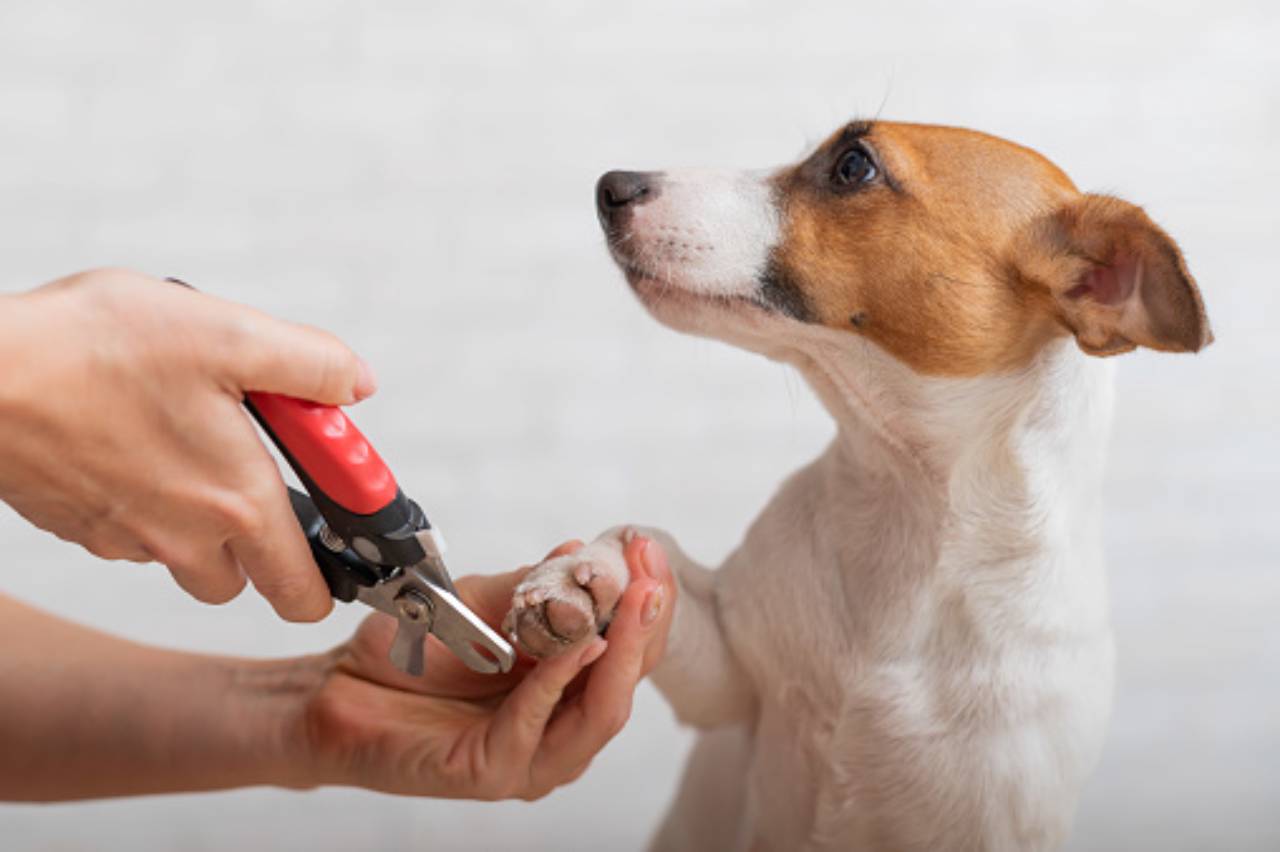 corte-de-unha-em-cachorro-em-tatu-sp-classificados-solutudo