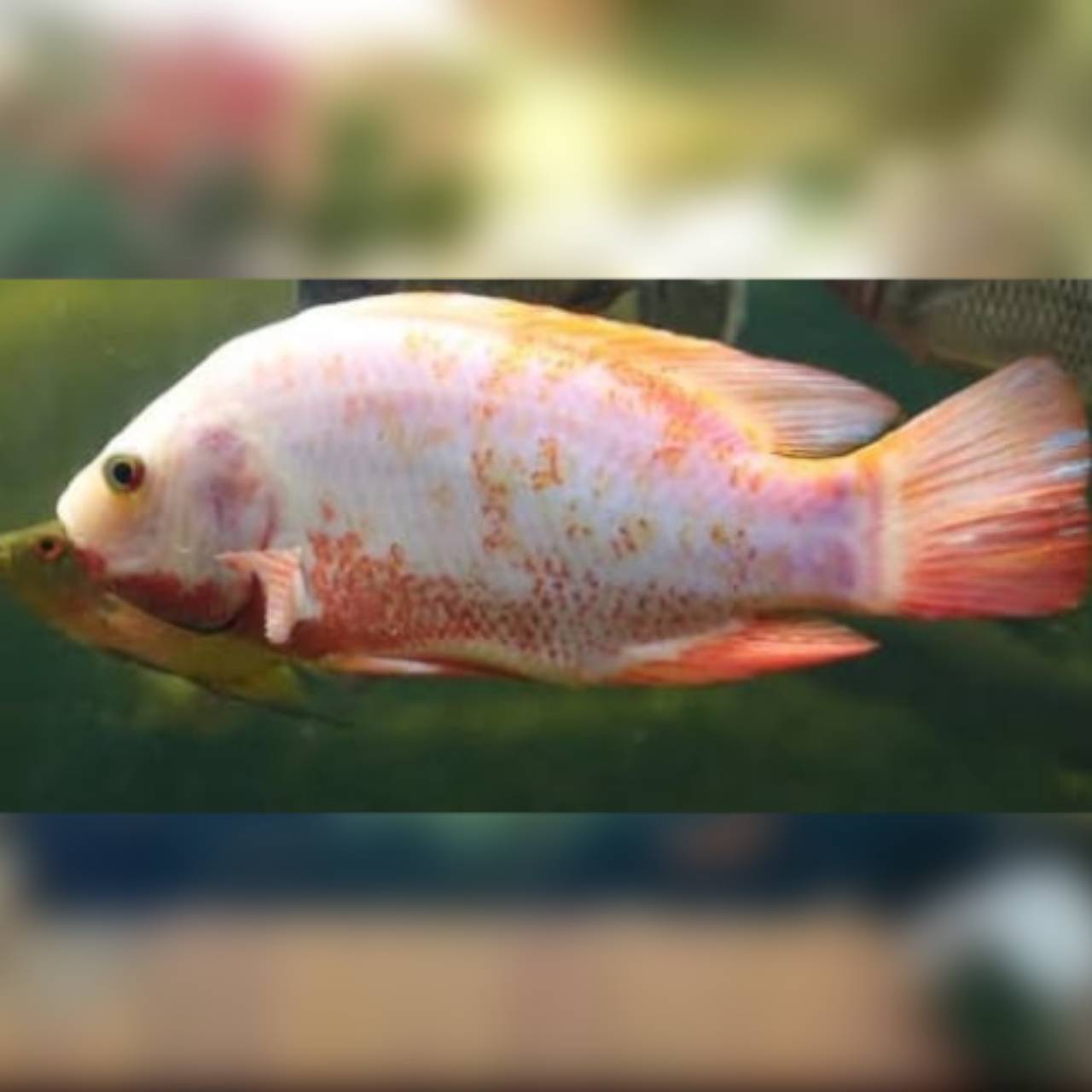 Peixe tilápia saint peter, tilápia vermelha em Jundiaí, SP