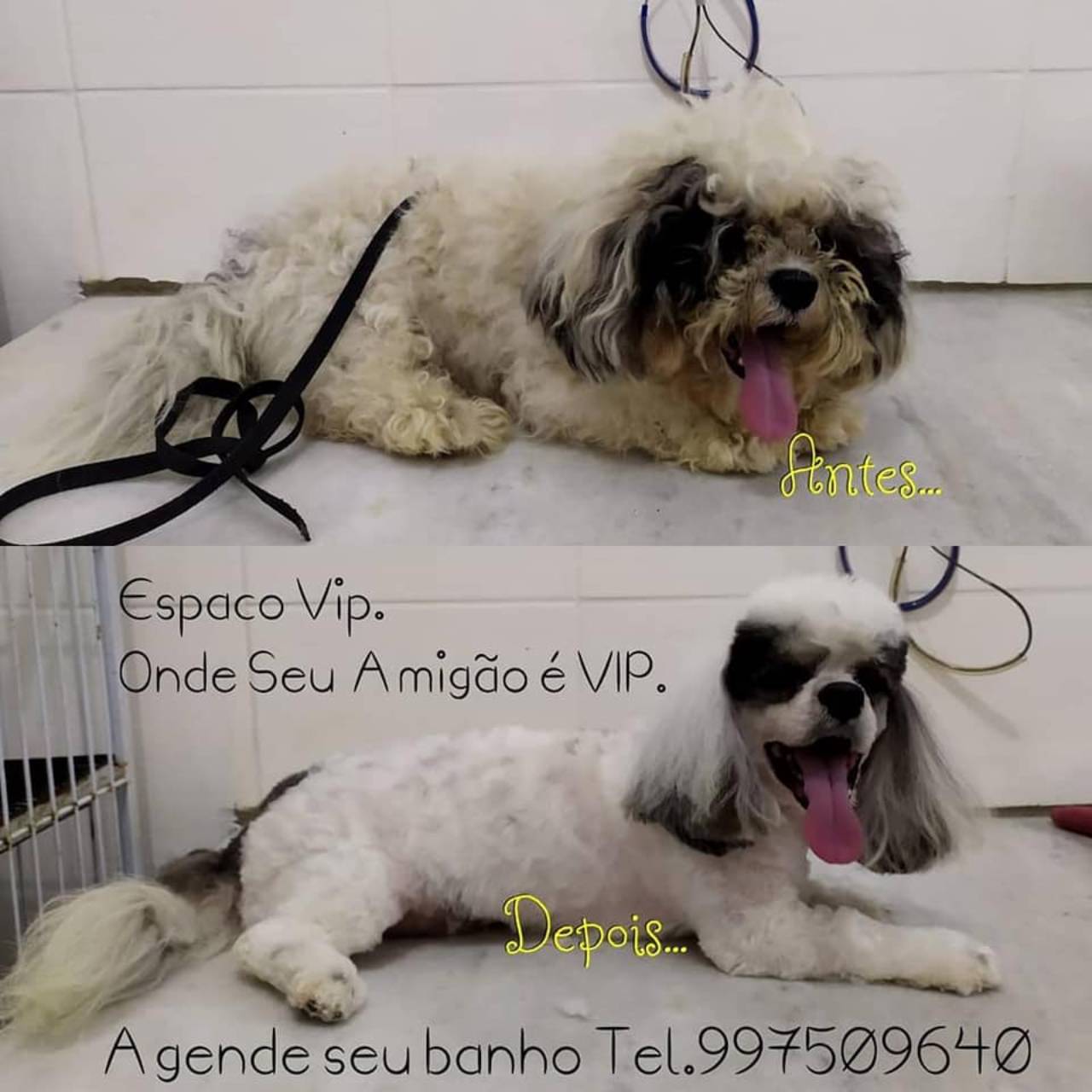 Banhos e Tosa - Clínica Veterinária Espaço Animal 24h