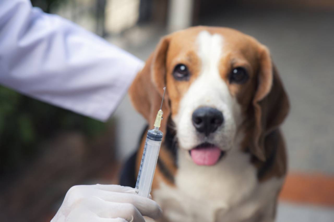 Exames laboratoriais veterin\u00e1rio em Americana, SP | Classificados ...