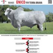 Touro Nelore Único FIV Terra Brava (N0405)