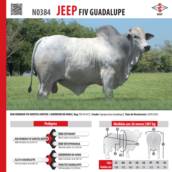 Touro Nelore Jeep FIV Guadalupe (N0384)
