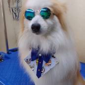 Estética Animal em Americana | Pet Shop em Americana 