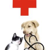 Atendimento Clínico Veterinário Completo em Tietê - Cuidando de Todos os Seus Animais