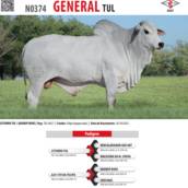 Touro Nelore General TUL (N0374)