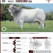 Touro Nelore Faveiro 3BA (N0232)