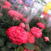 Rosas 