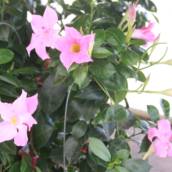 Dipladenia 