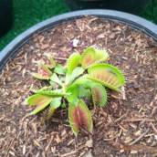 Planta Carnívora Dionéia  
