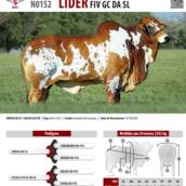 Touro Nelore Pintado Líder FIV GC da SL (N0152)