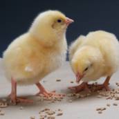 Ração para aves fase inicial PRIMOR GUIBOR em Bom Jesus dos Perdões, SP por Agropecuária Lukan