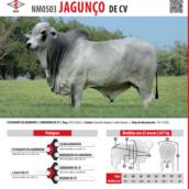Touro Nelore Jagunço de CV (NM0503)