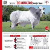 Touro Nelore El Sayan FIV da EAO (EAO B4556)