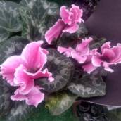 Cyclamen