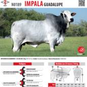 Touro Nelore Impala Guadalupe (N0189)