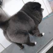 é uma técnica usada no banho e tosa que significa aparar e modelar os pelos do animal, especialmente de raças que têm pelos longos, crespos ou que crescem continuamente Não tira todo o pelo, só ajusta o comprimento e o formato.
 Serve para realçar o padrão da raça ou deixar o pet com um visual mais equilibrado e bonito