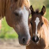 Sal Mineral Master 70% Cavalo em Bom Jesus dos Perdões, SP por Agropecuária Lukan