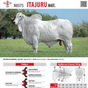 Touro Nelore Itajuru Mat. (N0375)