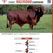 Touro Sindi Malvadão Camparino (SID007)