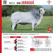 Touro Nelore Rem Jaraguá (N0112)