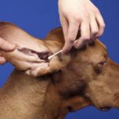 Banho com Limpeza Auricular em Atibaia, SP por Bioferas Estética e Saúde Animal