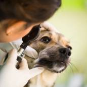 Oftalmologia Veterinária