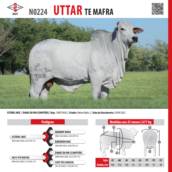 Touro Nelore Uttar TE Mafra (N0224)