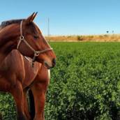 Alfafa em Bom Jesus dos Perdões, SP por Agropecuária Lukan