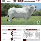 Touro Nelore QLT Torque da Agropontieri (N084)