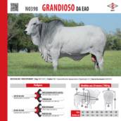 Touro Nelore Grandioso da EAO (N0398)