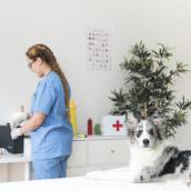 Internação Veterinária em Americana 