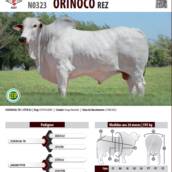 Touro Nelore QLT Torque da Agropontieri (N084)