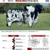 Touro Nelore Pintado Máximo FIV GC da SL (N0151)