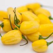 Pimenta Cumari em Bauru 