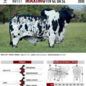 Touro Nelore Pintado Máximo FIV GC da SL (N0151)