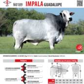 Touro Nelore Impala Guadalupe (N0189)
